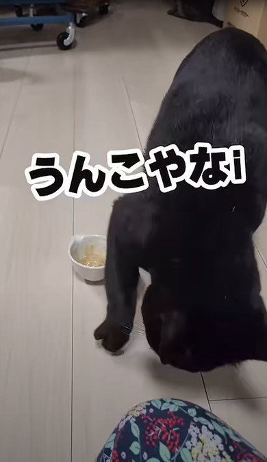 熟れすぎたバナナをヤモリにあげた