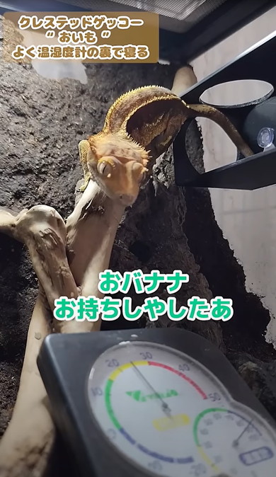熟れすぎたバナナをヤモリにあげた