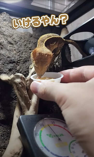 熟れすぎたバナナをヤモリにあげた