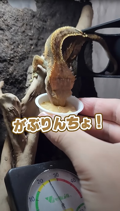 熟れすぎたバナナをヤモリにあげた