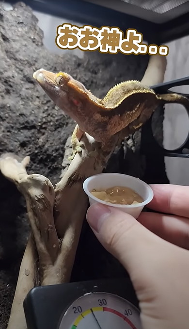 熟れすぎたバナナをヤモリにあげたた