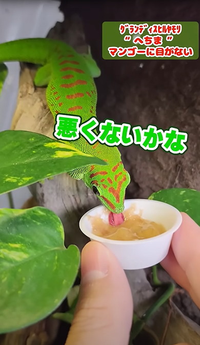 熟れすぎたバナナをヤモリにあげた