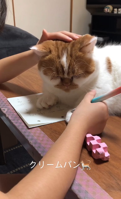 娘の宿題を邪魔する猫
