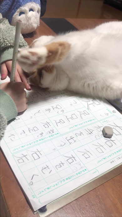 娘の宿題を邪魔する猫