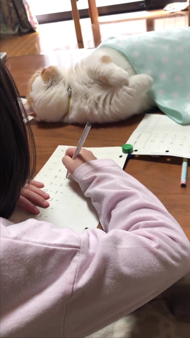 娘の宿題を邪魔する猫