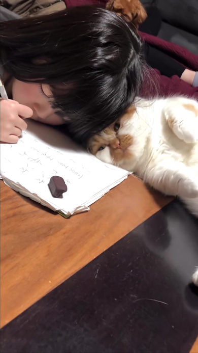娘の宿題を邪魔する猫
