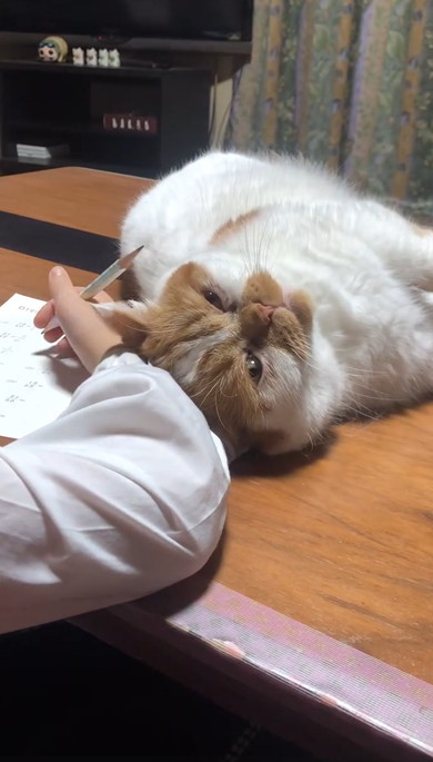 娘の宿題を邪魔する猫