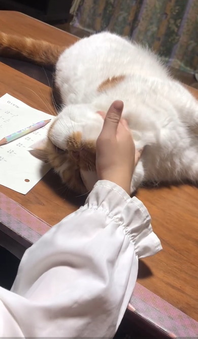 娘の宿題を邪魔する猫
