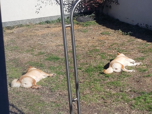 同じ体勢で地面に寝っ転がっている犬の親子