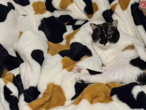 三毛猫柄の毛布の上に寝る三毛猫ちゃん