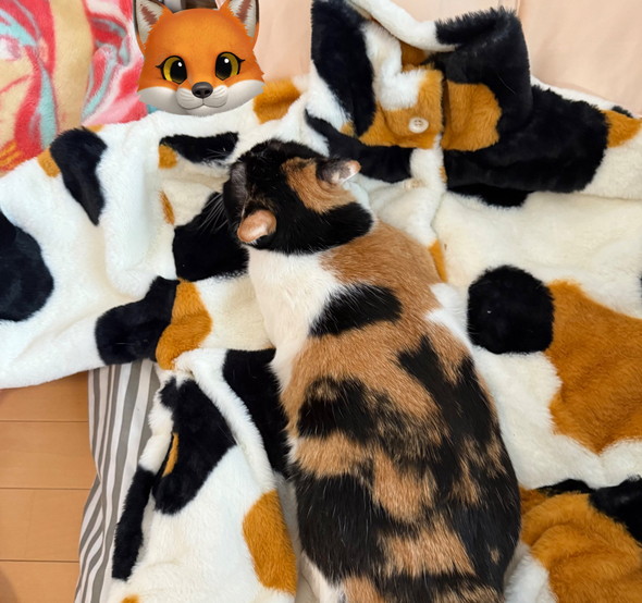 三毛猫柄の毛布の上に寝る三毛猫ちゃん