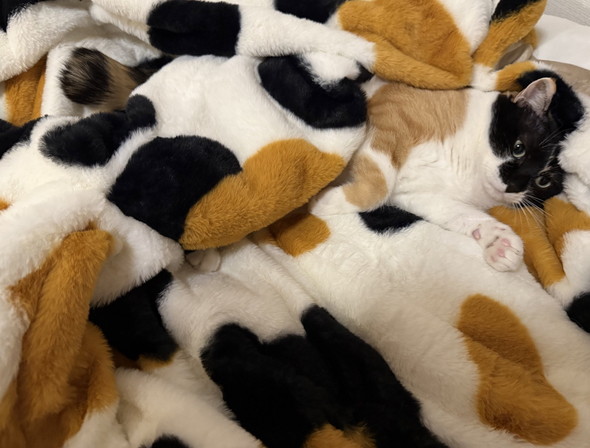 三毛猫柄の毛布の上に寝る三毛猫ちゃん