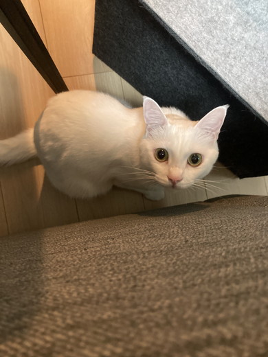 見上げる白猫ちゃん