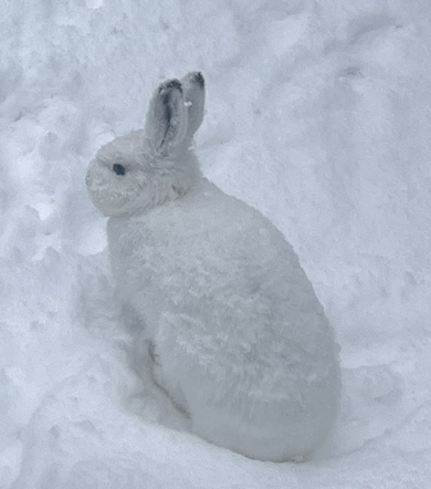 雪の中のウサギ