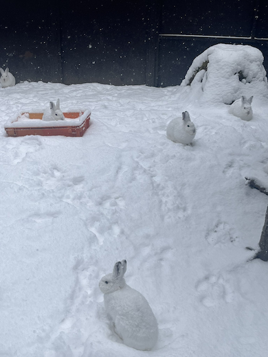 5匹のエゾユキウサギ