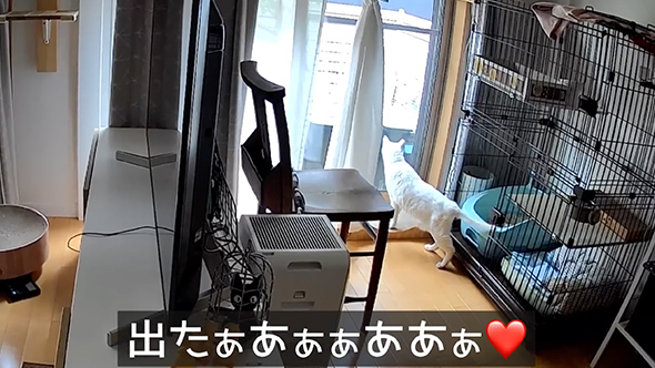 保護猫のためにキャットウォークをDIY