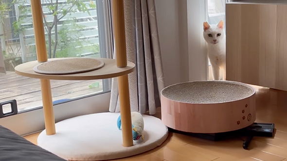 保護猫のためにキャットウォークをDIY