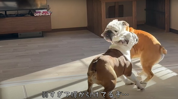 愛犬に催眠術をかけてみた