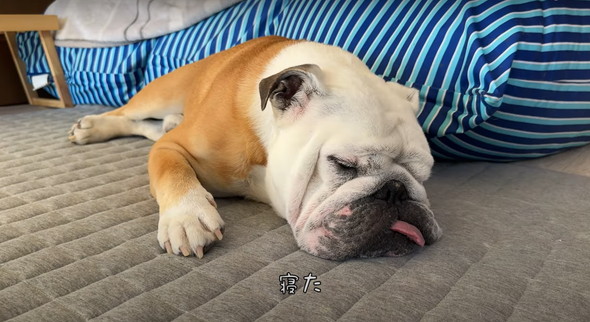 愛犬に催眠術をかけてみた