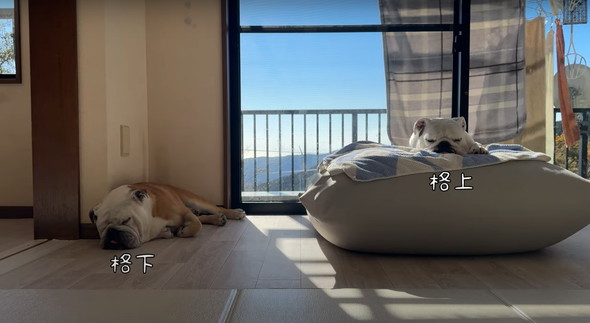 愛犬に催眠術をかけてみた