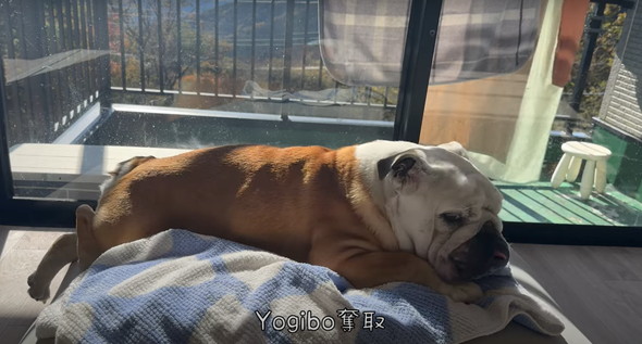 愛犬に催眠術をかけてみた