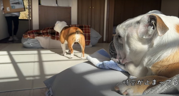 愛犬に催眠術をかけてみた