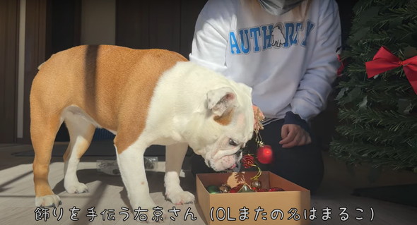 愛犬に催眠術をかけてみた