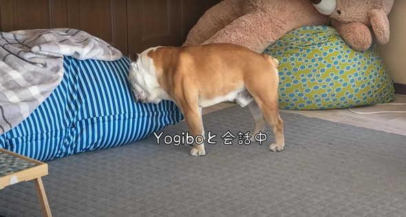 愛犬に催眠術をかけてみた