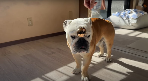 愛犬に催眠術をかけてみた