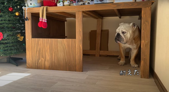 愛犬に催眠術をかけてみた