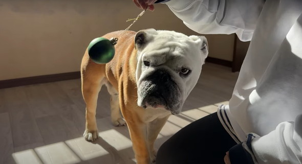 愛犬に催眠術をかけてみた