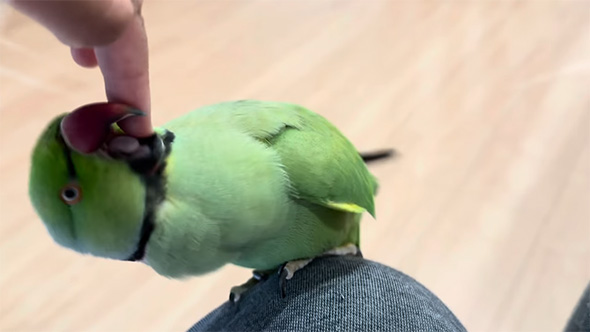 指にかみつくインコ