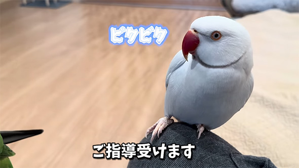 ご指導受けます