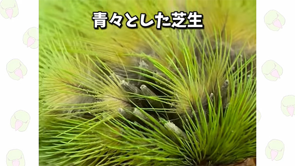 青々とした芝生