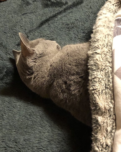 横になっている猫ちゃん