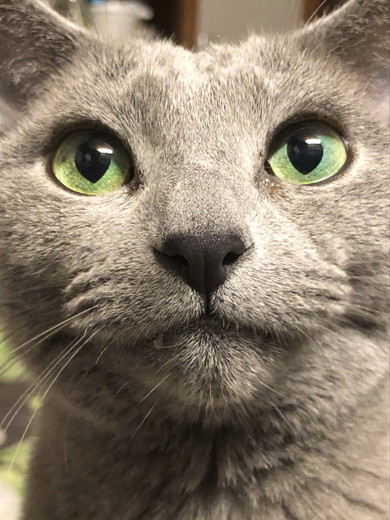 ロシアンブルーの猫ちゃん