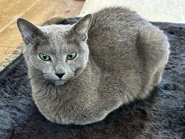 ロシアンブルーの猫ちゃんの香箱座り
