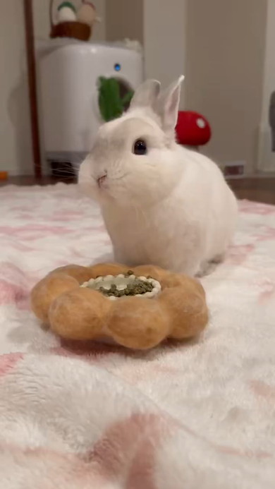 ポン・デ・リングをかぶったうさぎさん