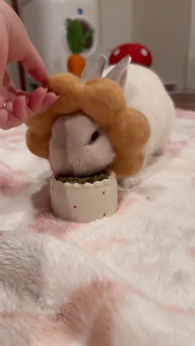 ポン・デ・リングをかぶったうさぎさん