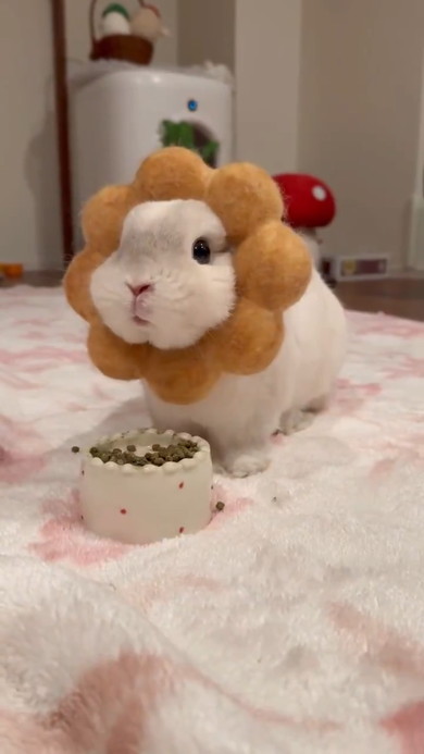 ポン・デ・リングをかぶったうさぎさん