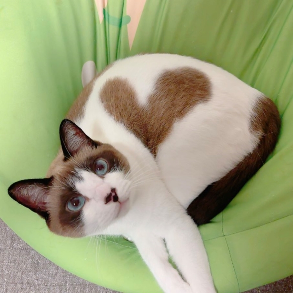 ラテアートのような猫