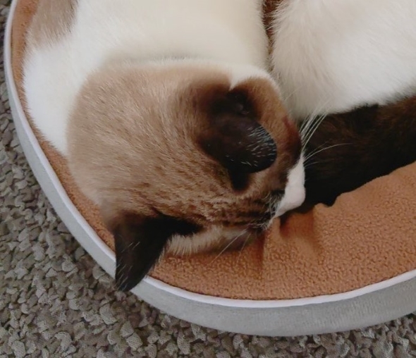 ラテアートのような猫