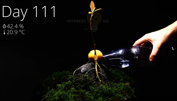 3年間の植物成長記録