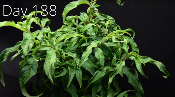 3年間の植物成長記録