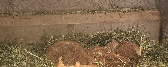 プレーリードッグ通常の寝姿