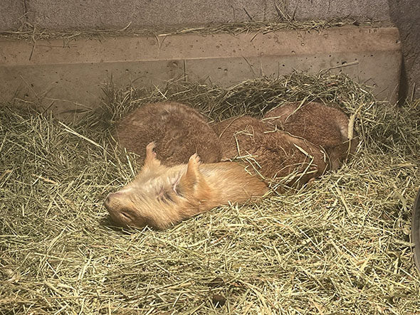 あおむけで寝るプレーリードッグ