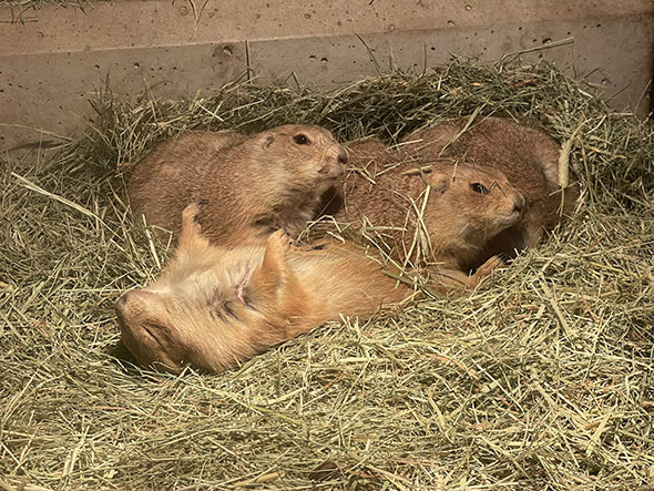 周りは起きたのにあおむけで寝続けるプレーリードッグ