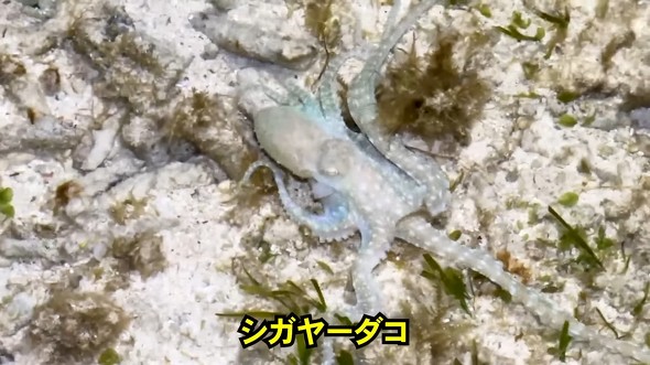 妻と夜の潮干狩りに行ったら大物