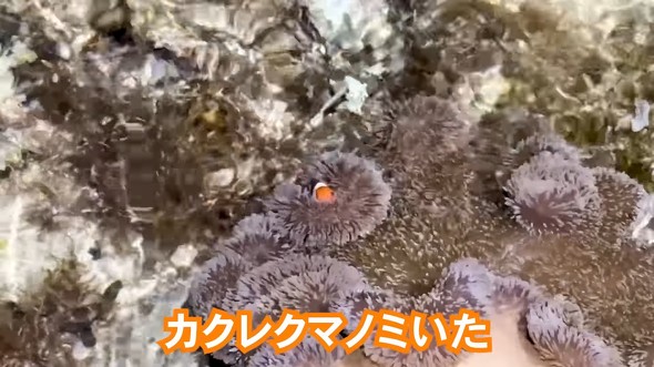 妻と夜の潮干狩りに行ったら大物