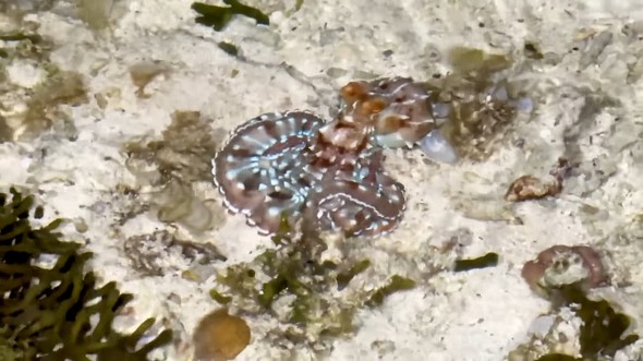 妻と夜の潮干狩りに行ったら大物